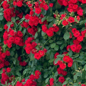 hm mini valla rojo