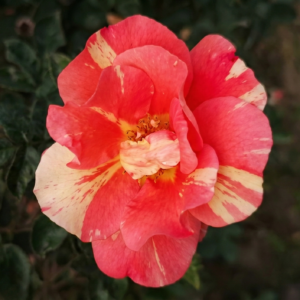 princesa bicolor
