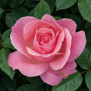 queen elizabeth rosa