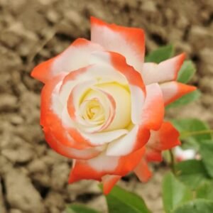 Variedad Emperatirz Helena