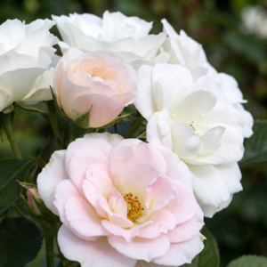 hm sevi blanca