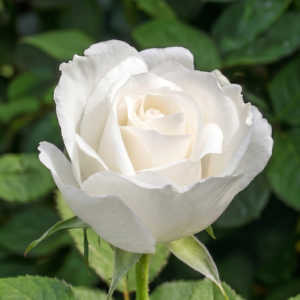 lola blanca