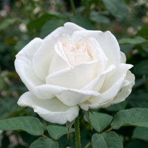 queen elizabeth blanca